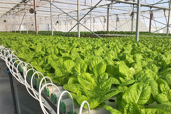 Grossiste en matériel d'aquaponie